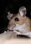 White Footed Mouse 8339